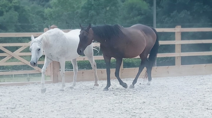 Two rescue horses walking side by side through the mist on an early morning